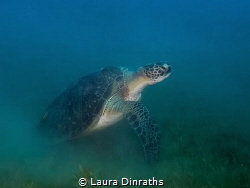 A green turtle encountered while doing a clean-up dive on... by Laura Dinraths 